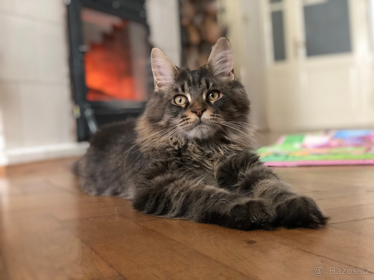 Mainská mývalí sPP - 2