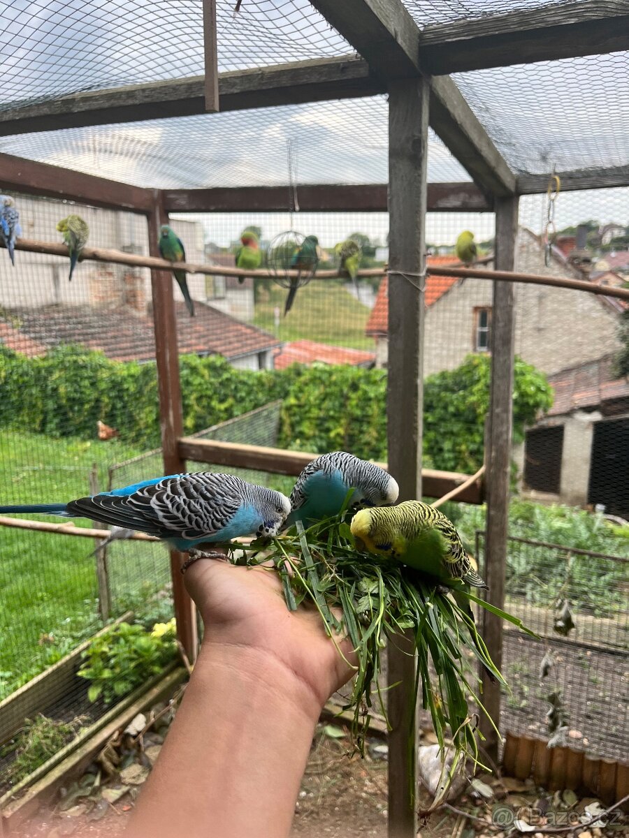 Andulka vlnkovaná - 2