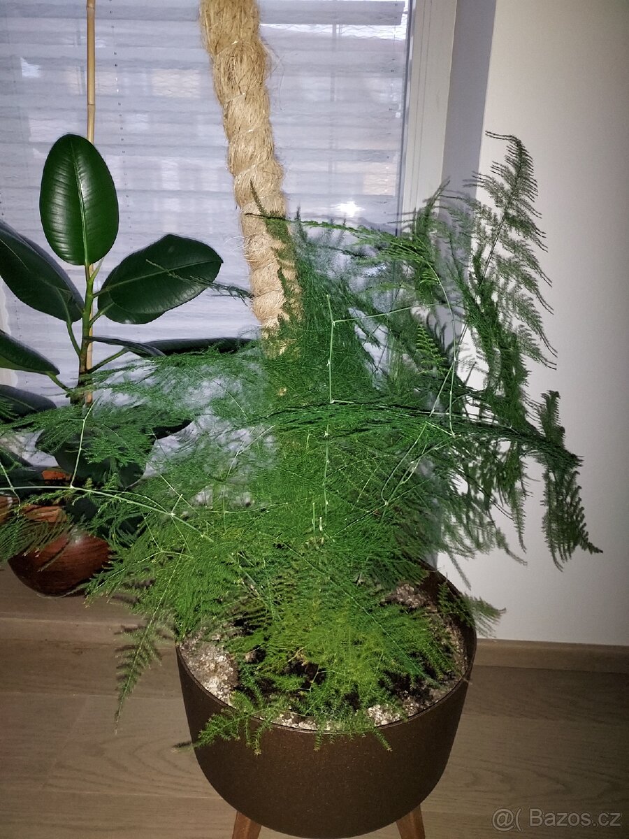 Mix pokojových rostlin
Cena dohodou, vyzvednutí Praha 8 - 2