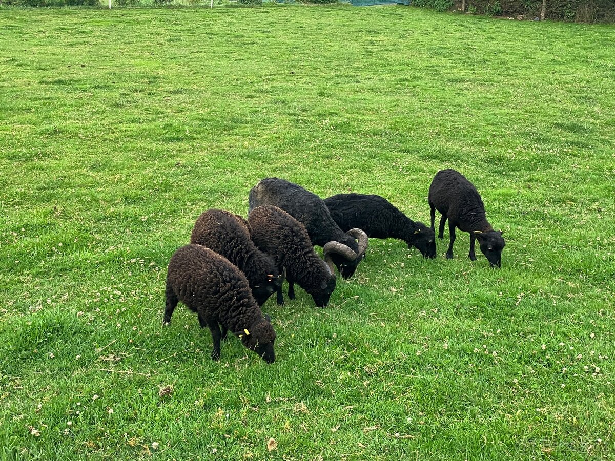 Beránci - ovce Ouessantská, Quessantská - 2