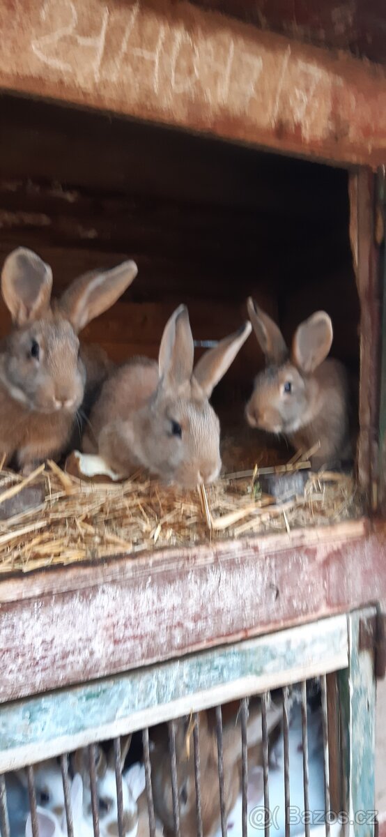 Králík samec zaječák - 350 Kč - 2