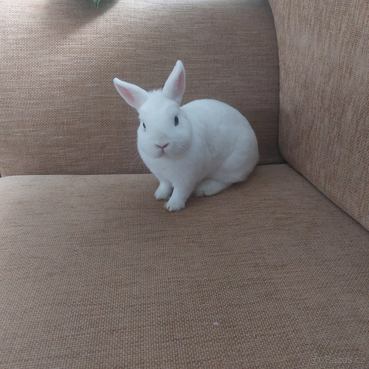 Hermelín modrooký (Hem) - 2