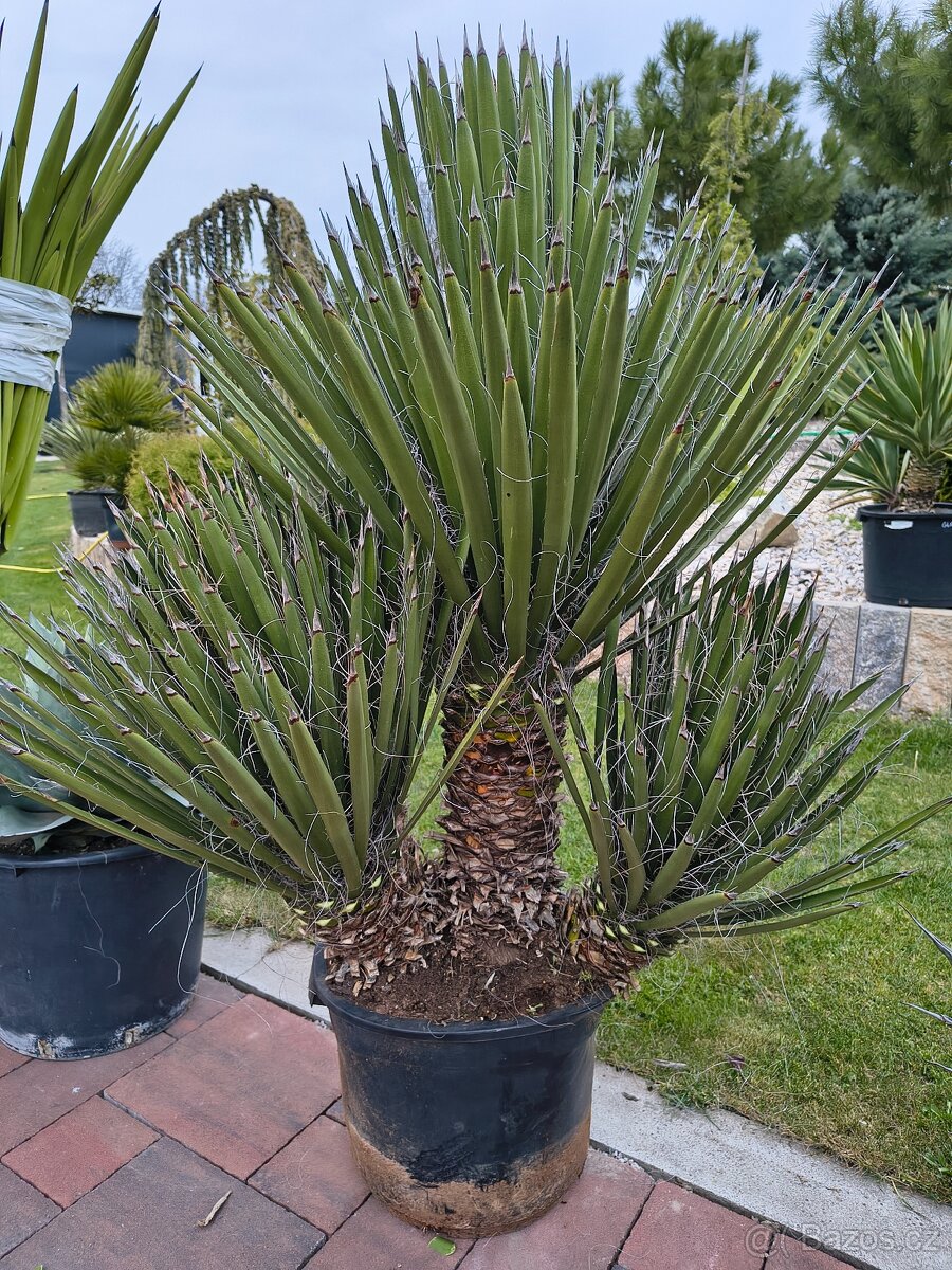 Yucca fillifera multi kmeň - 2