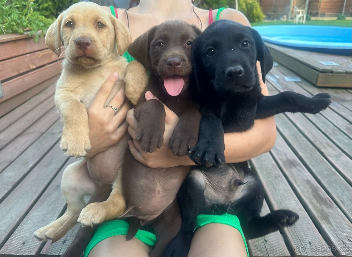 štěňata labrador a bez PP. - 2