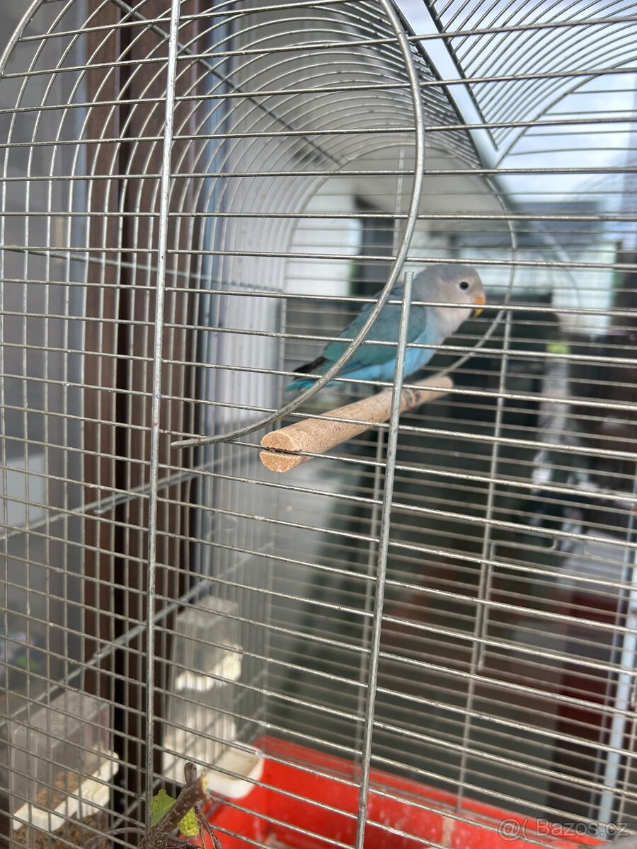 Agapornis růžohrdlý - 2