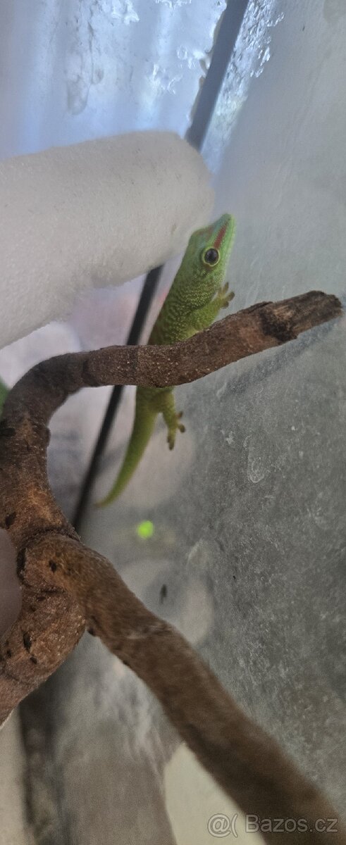 Felsuma madagaskarská grandis - 2