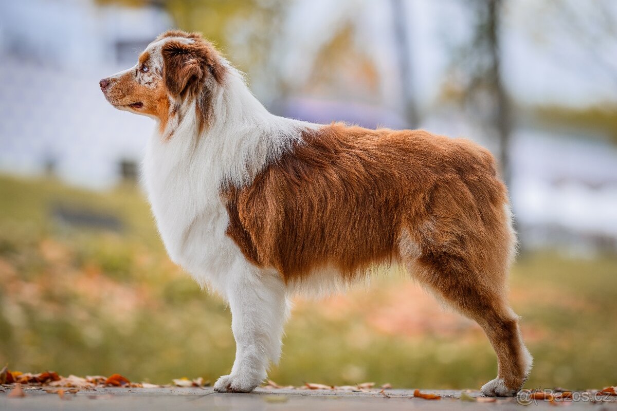 Chovný, krycí pes australský ovčák Marvel - 2