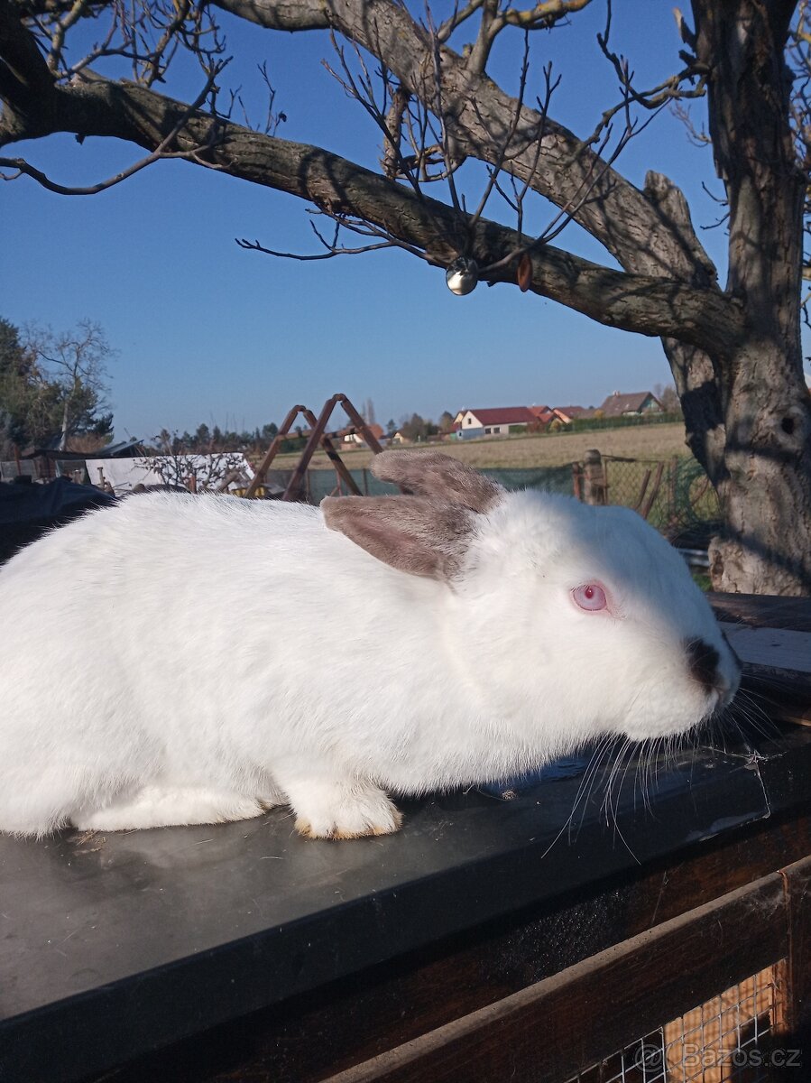 Prodám samici Hyla - 2