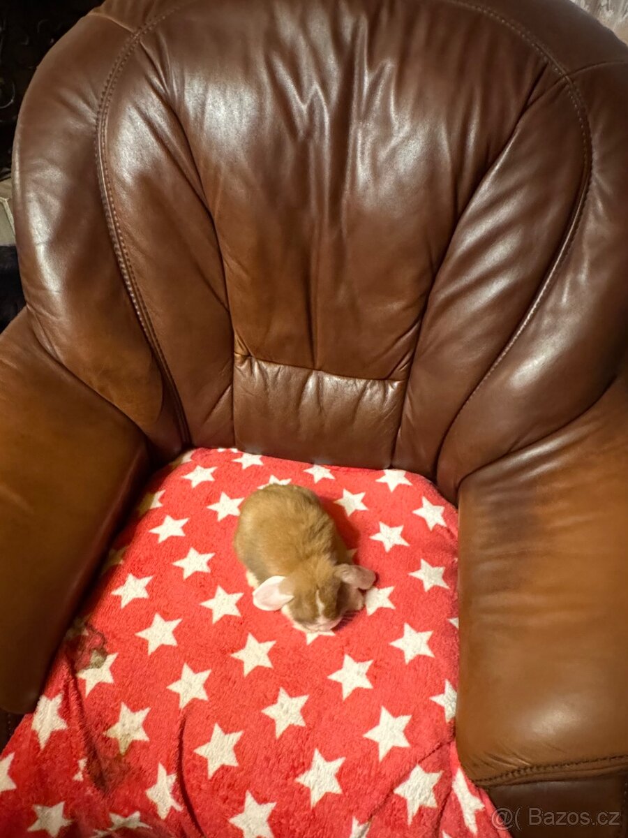 Elliot a Ellie - zakrslí beránci/minilop - 2