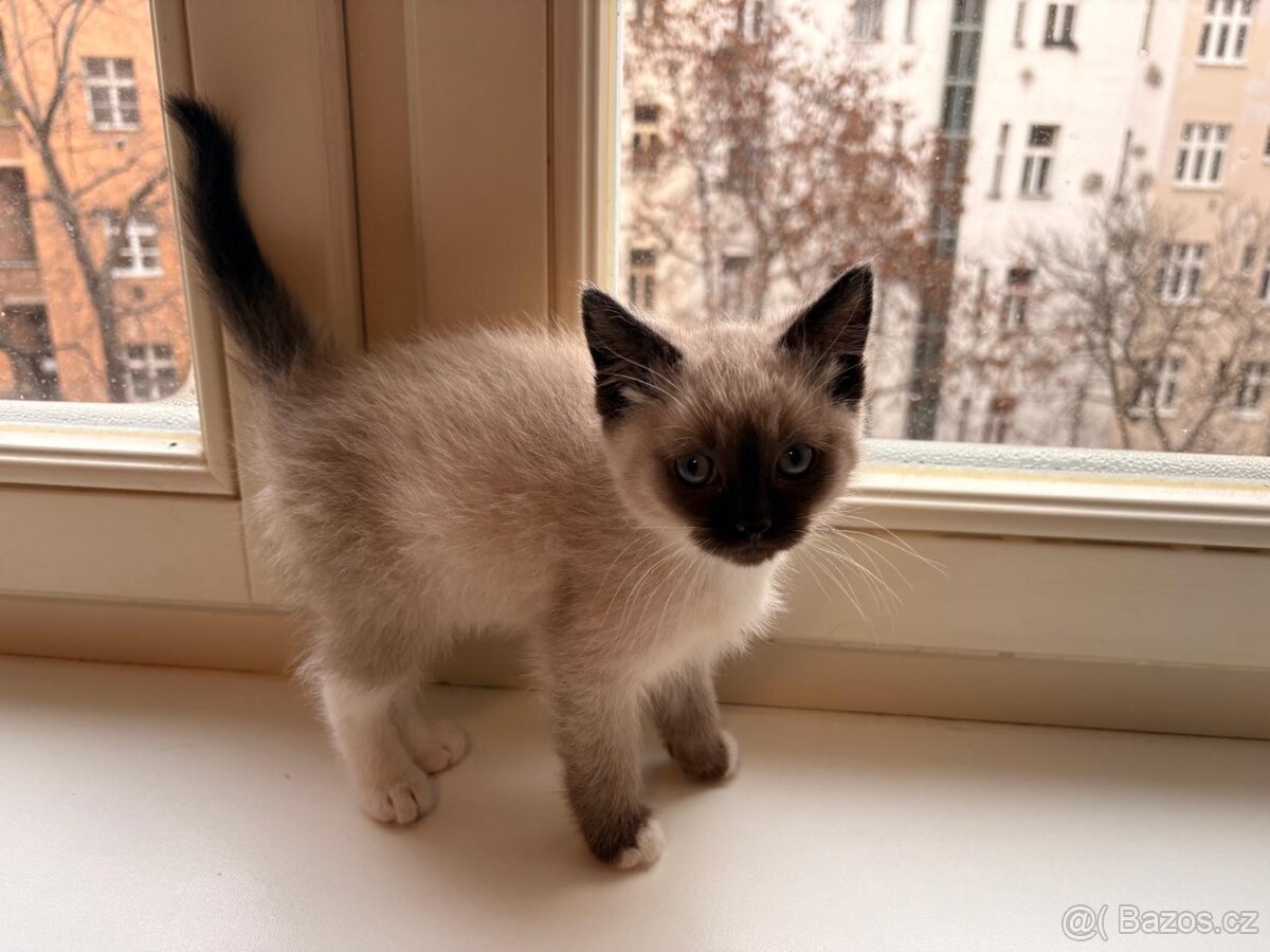 Ragamese koťata - 2