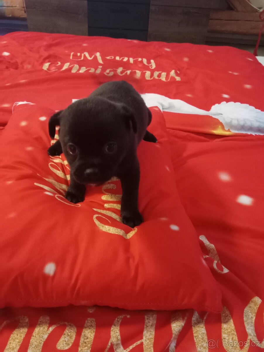 Mopsik x čivava - 2