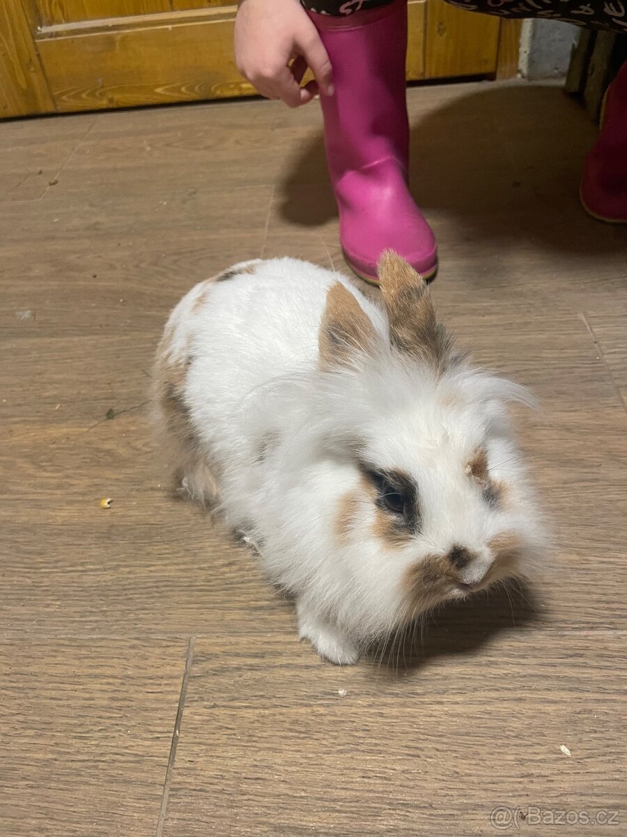 Zakrslý králík - 2