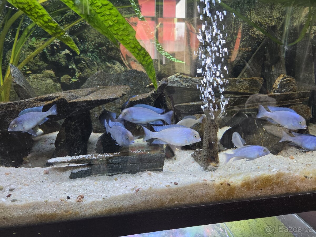 Akvarijní ryby
- 2