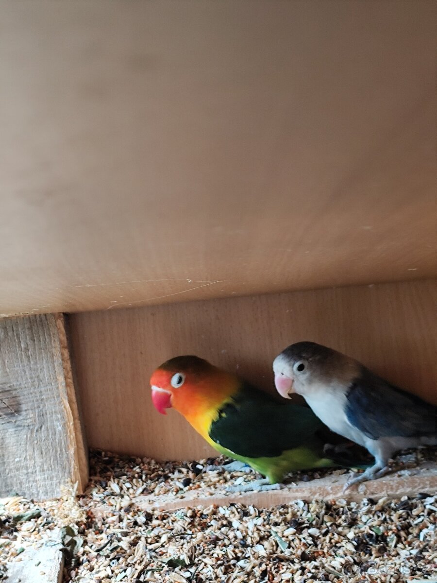 Agapornis Fischeri 1.1 - 2