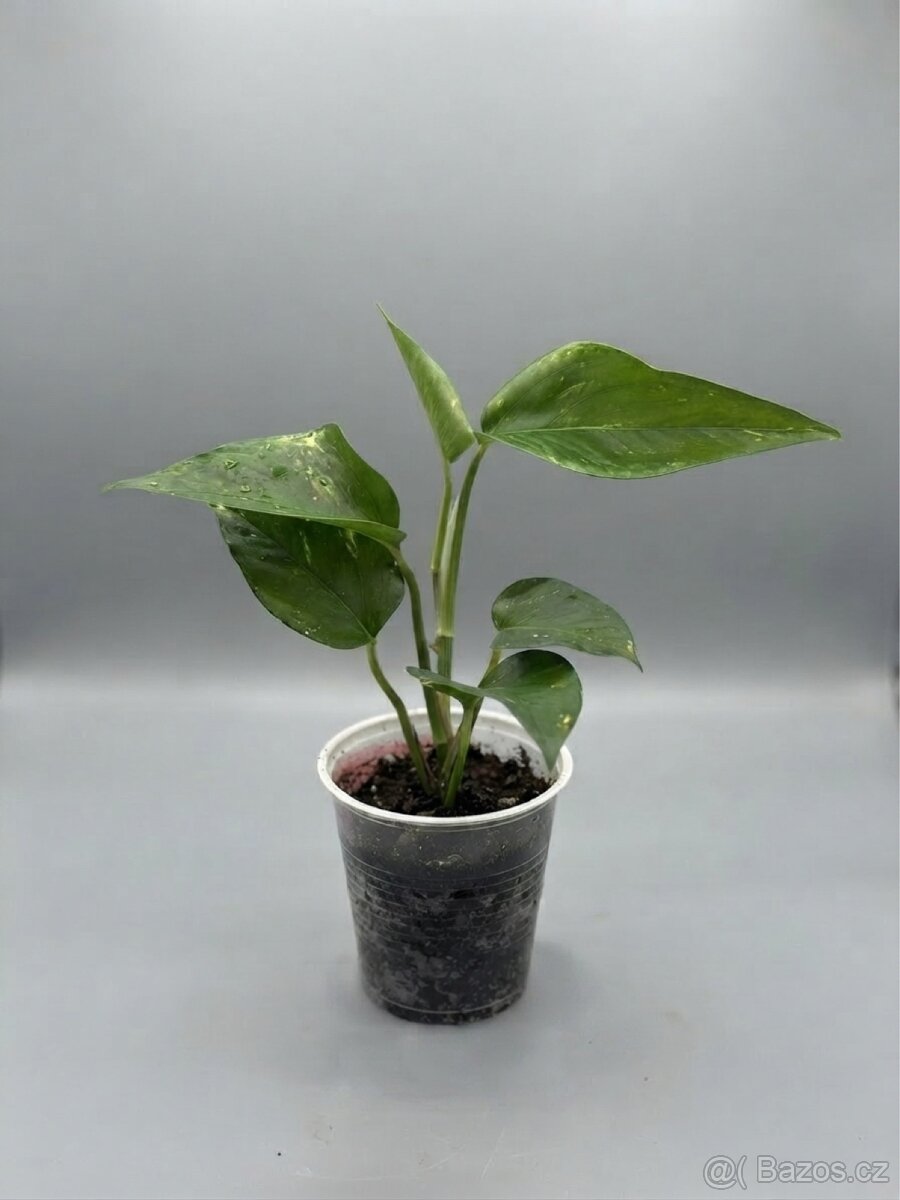 Epipremnum - 2