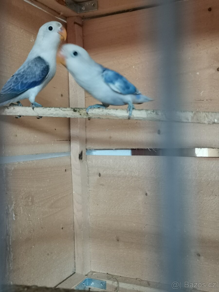 Agapornis - 2
