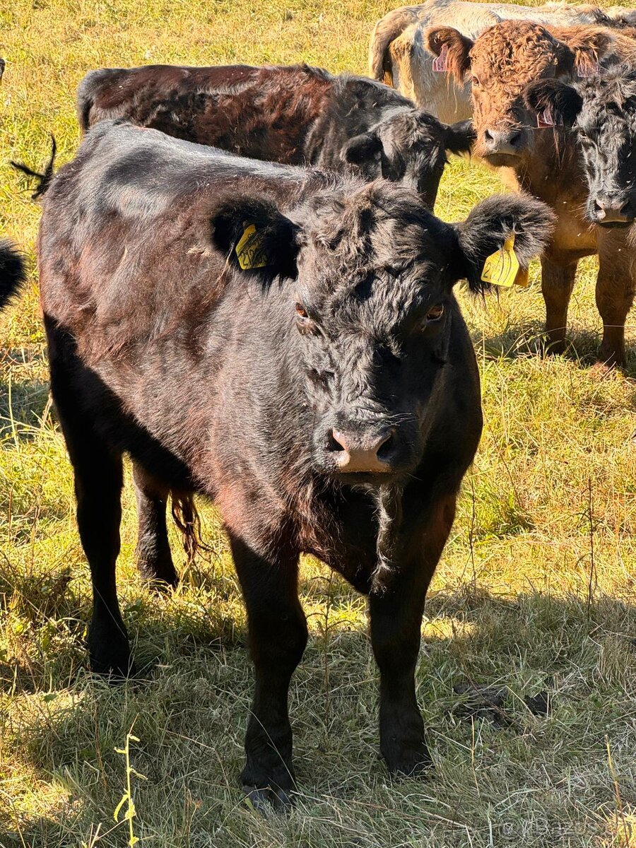 Galloway x Abrdean angus - 2