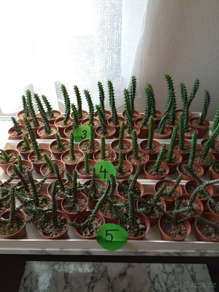 Kaktusy a sukulenty 30 Kč za kus - 2