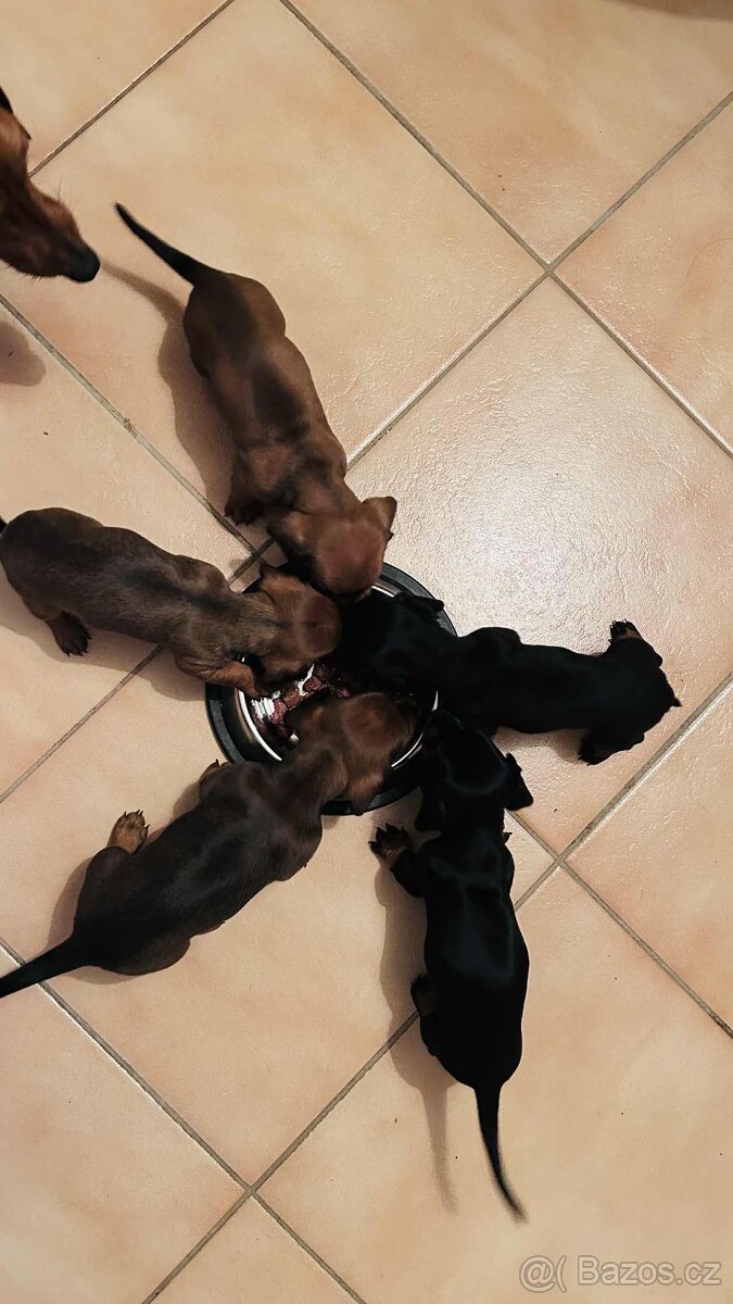 Jezevčík Trpasličí - 2