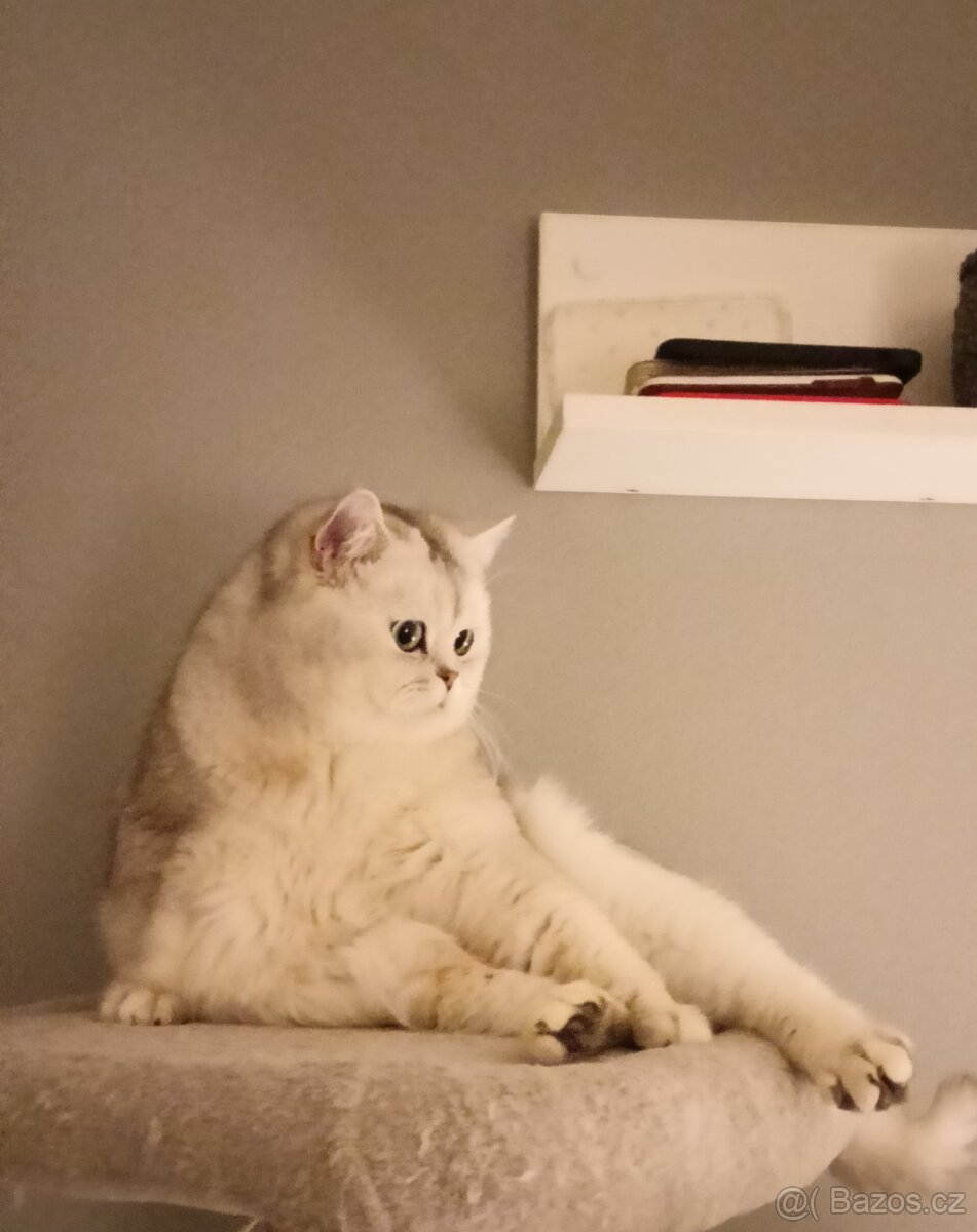 Britský stříbřitý ke krytí - 2