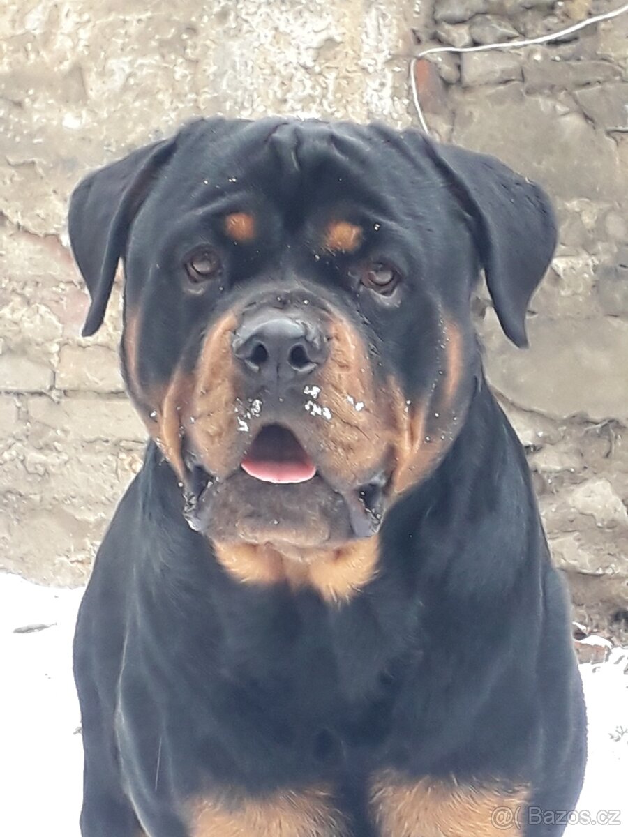 Rotweiler pes bez pp na kryti - 2