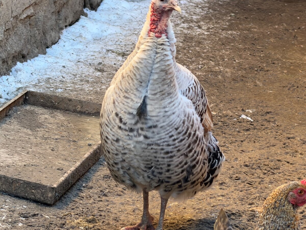 Divoké Morky, Krocan Americký - 2