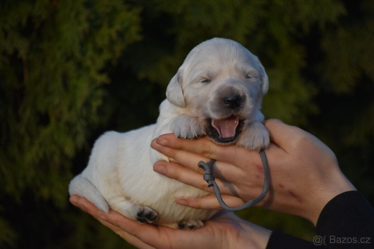 Zlatý retrívr štěně s PP - 2