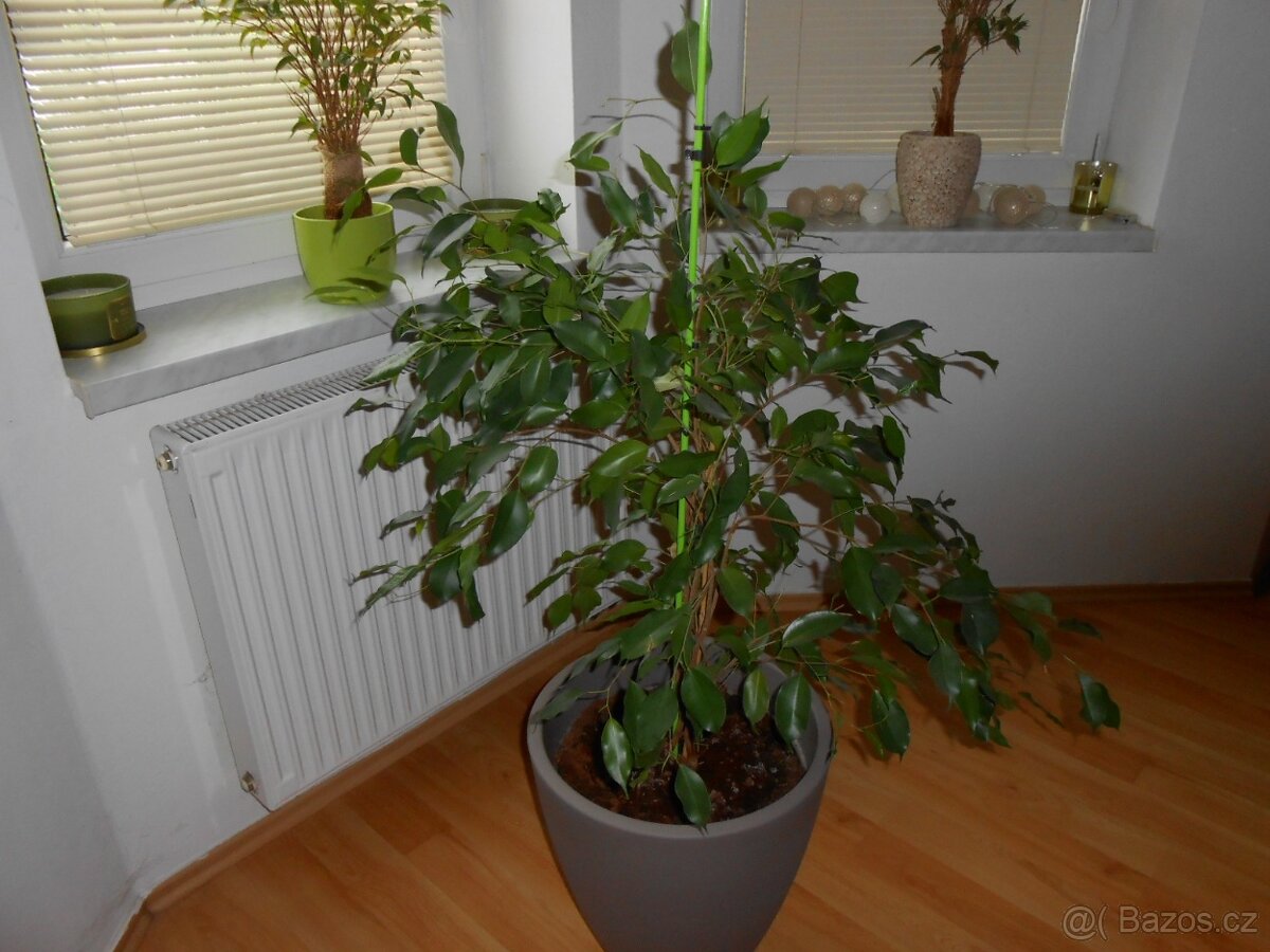 Fíkus - Ficus benjamina - 2