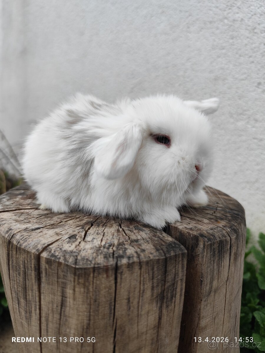 Minilop samička zakrslý králíček - 2
