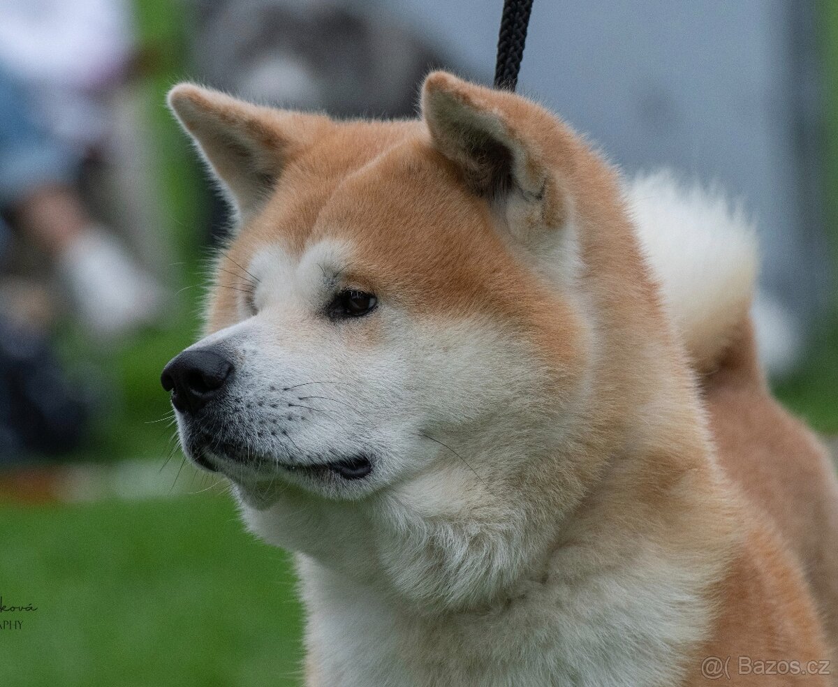 Akita inu krytí - 2