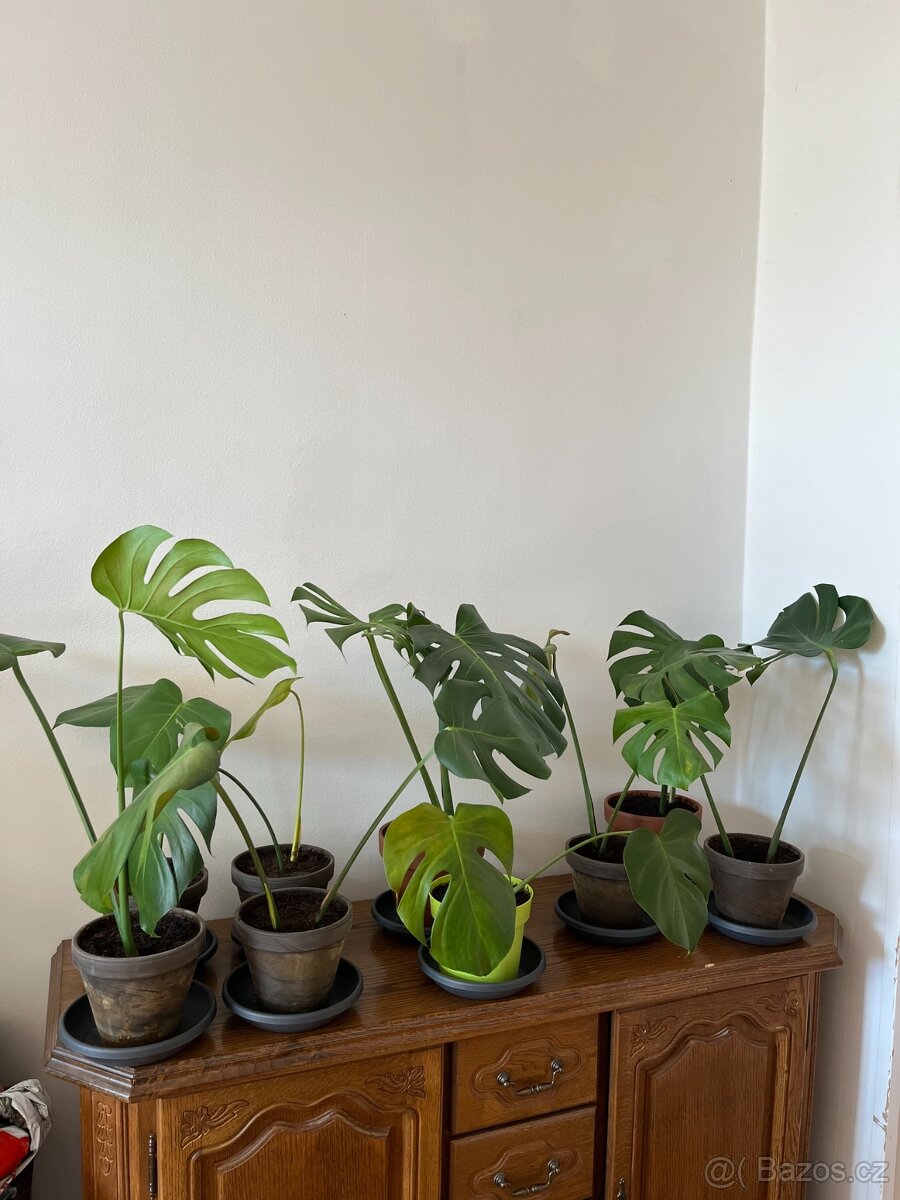 Monstera - výška rostlin min. 40 cm - 2