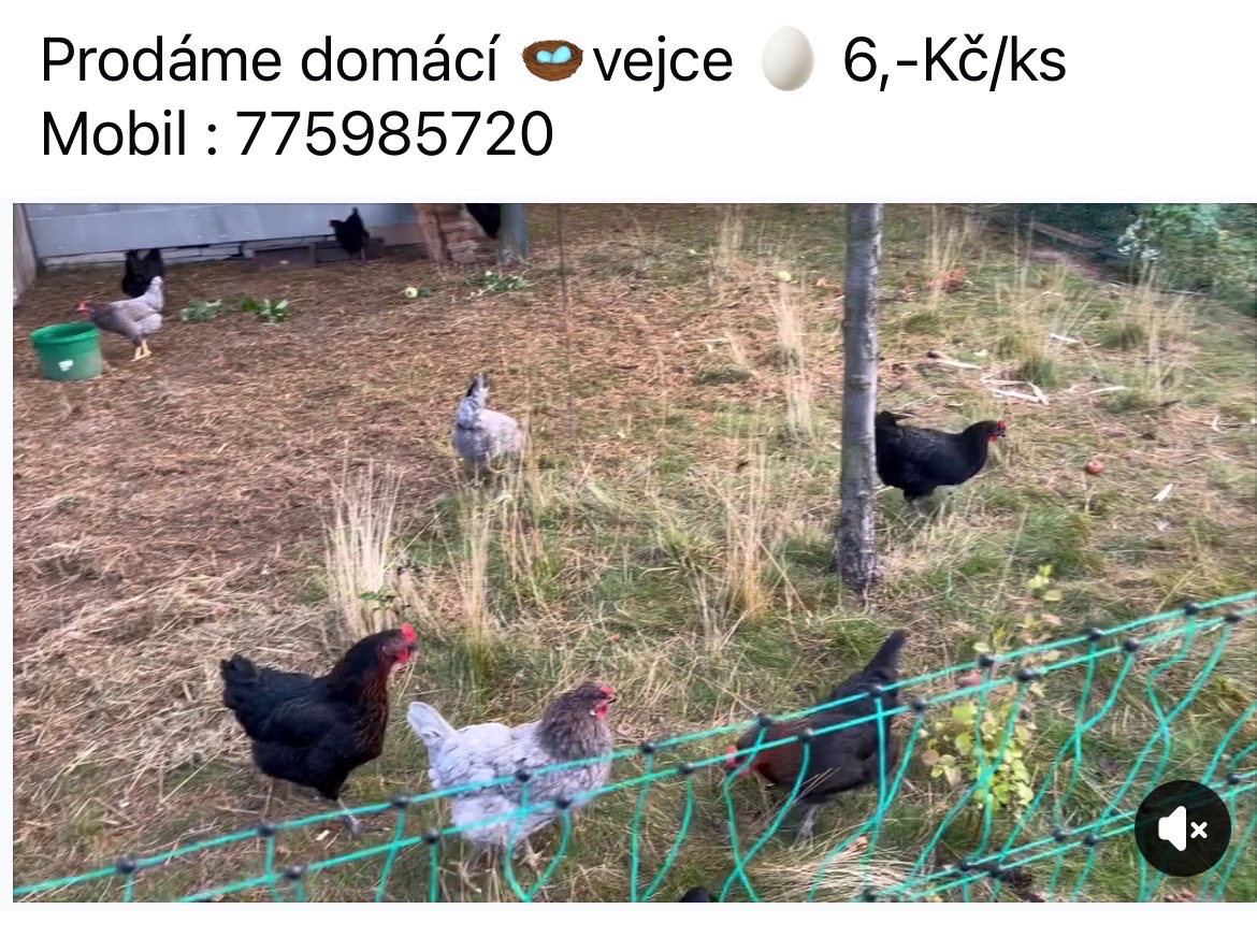 Vejce domácí - 2