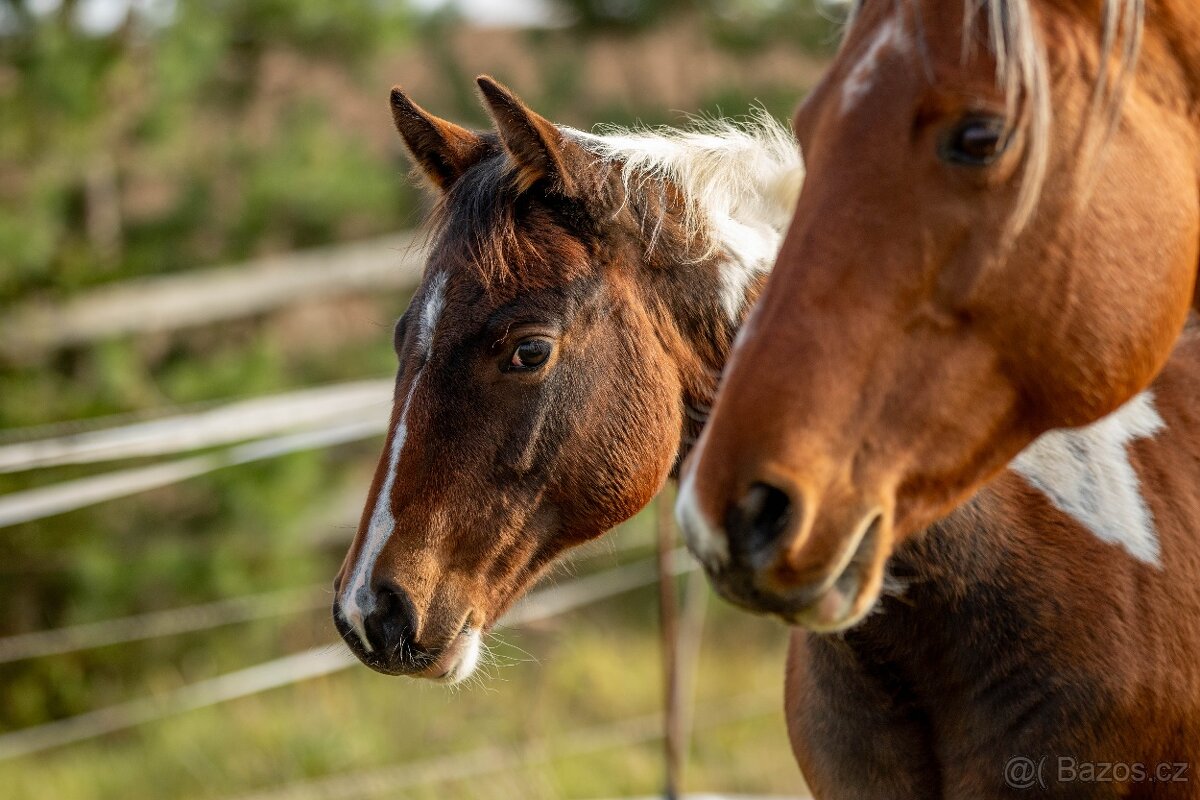 Letošní paint horse klisnička - 2