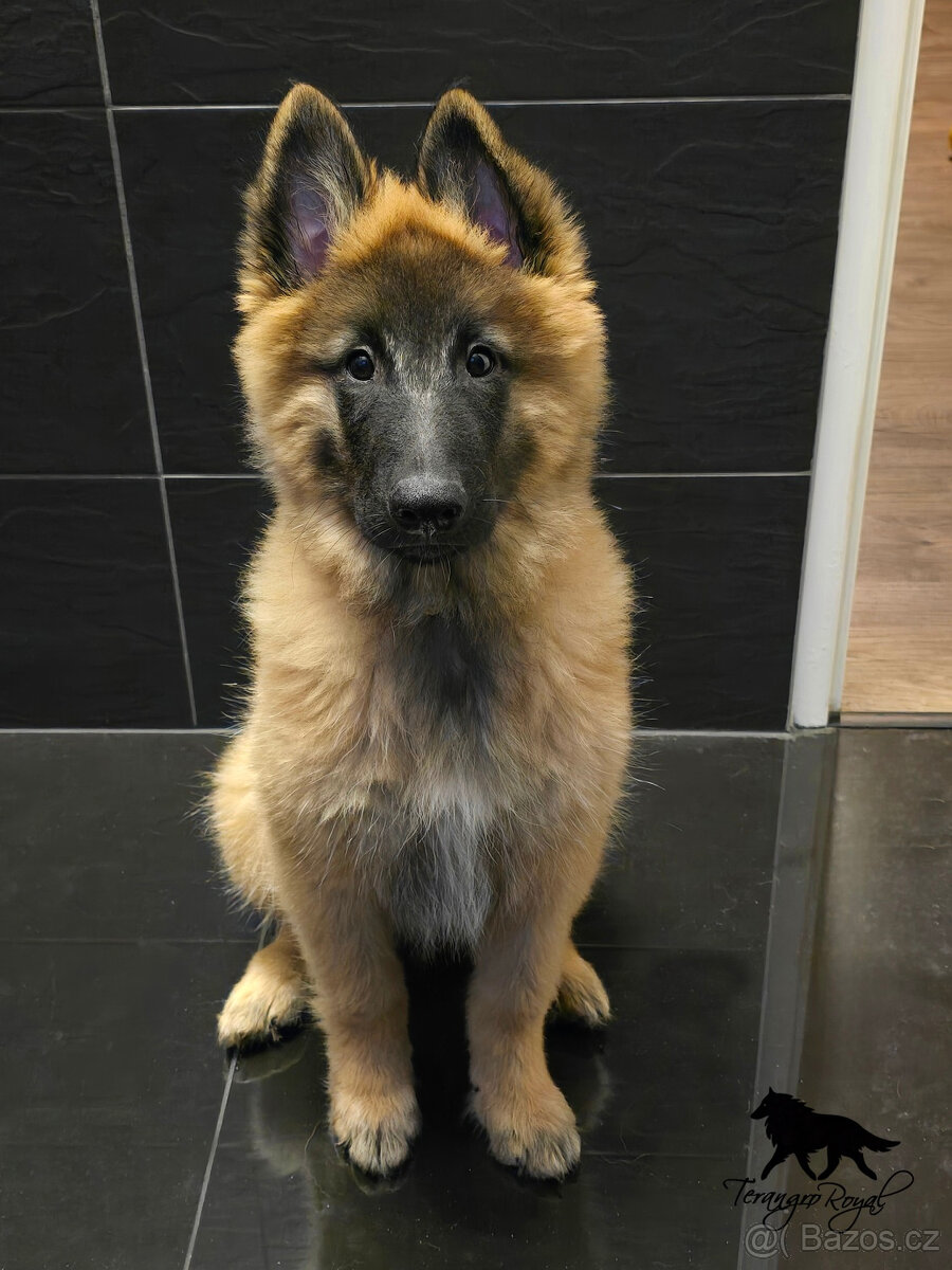 Belgický ovčák Tervueren - kluk s PP s odběrem ihned - 2