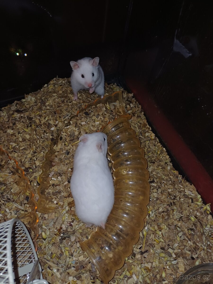 Syrský křeček - 2