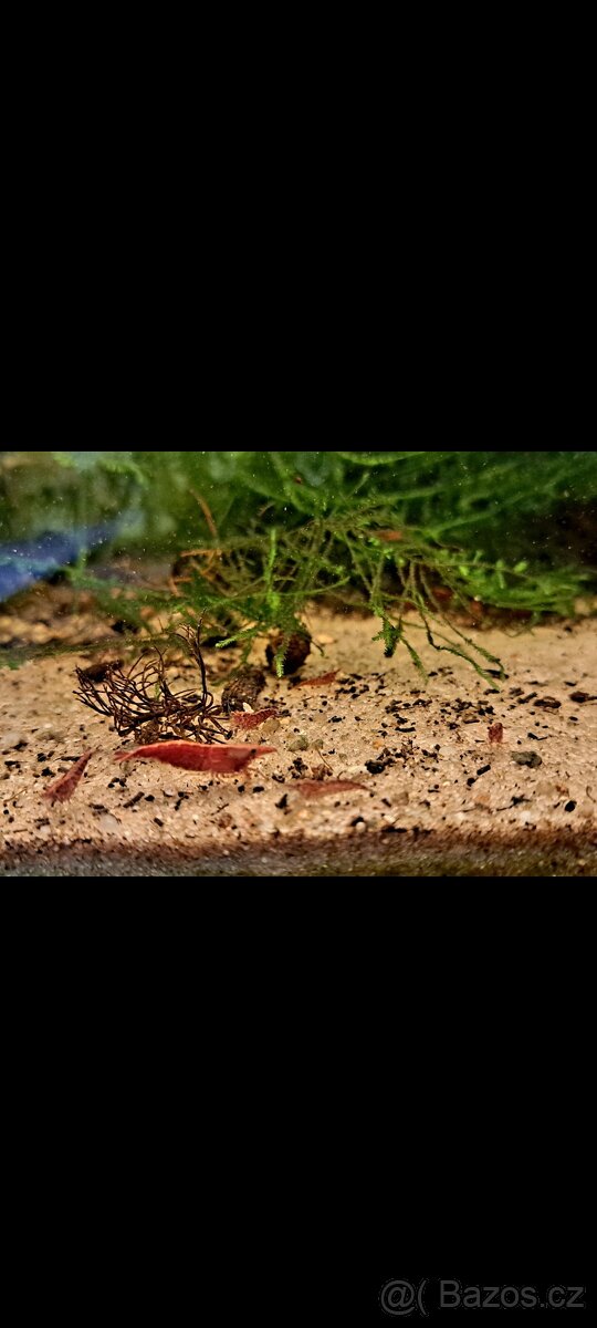 Paví očka,krevetky - 2