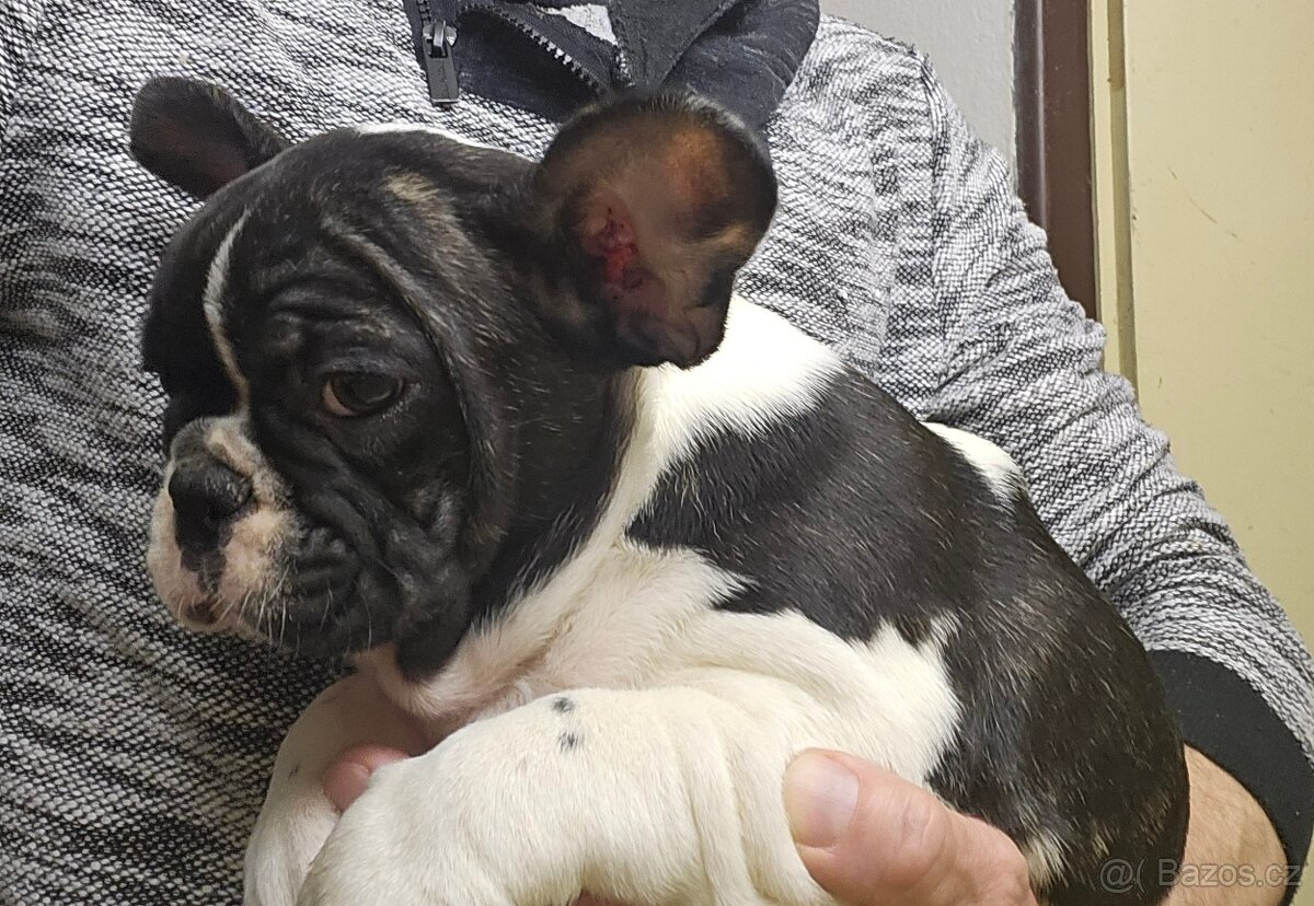 Francouzský buldoček - 2