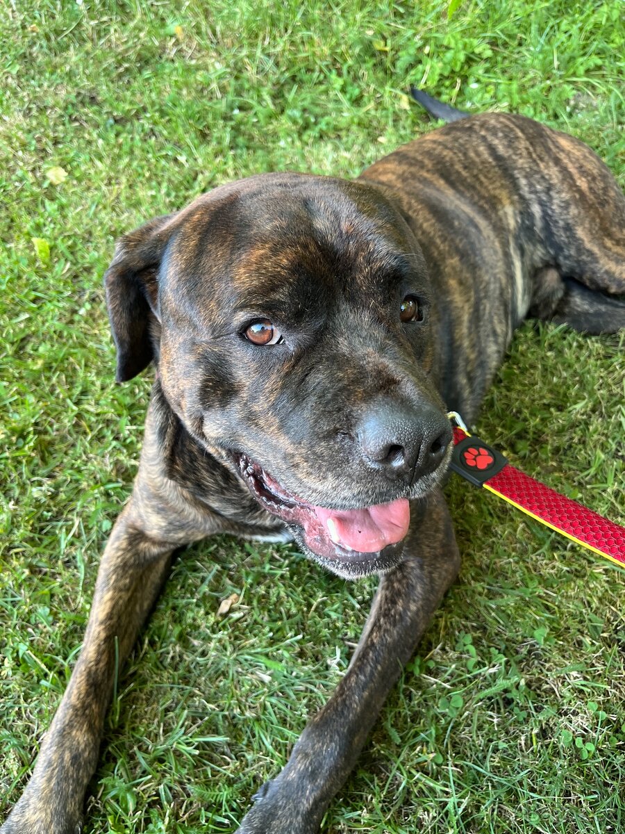 Hledáme fenku k nakrytí - 2