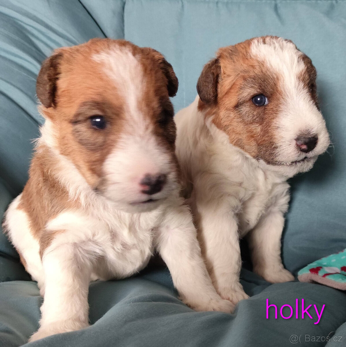 Foxteriér drsnosrstý s PP - 2