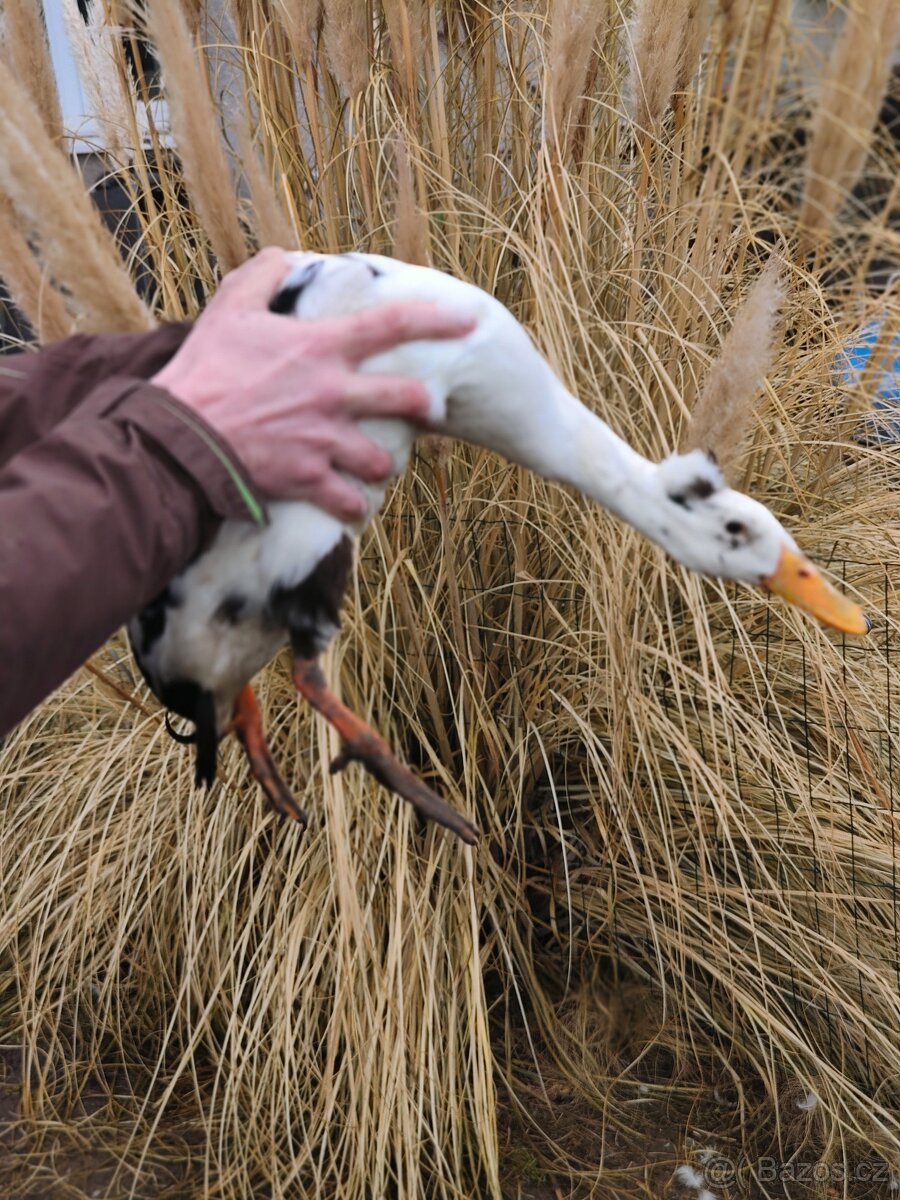 Indický běžec - 2