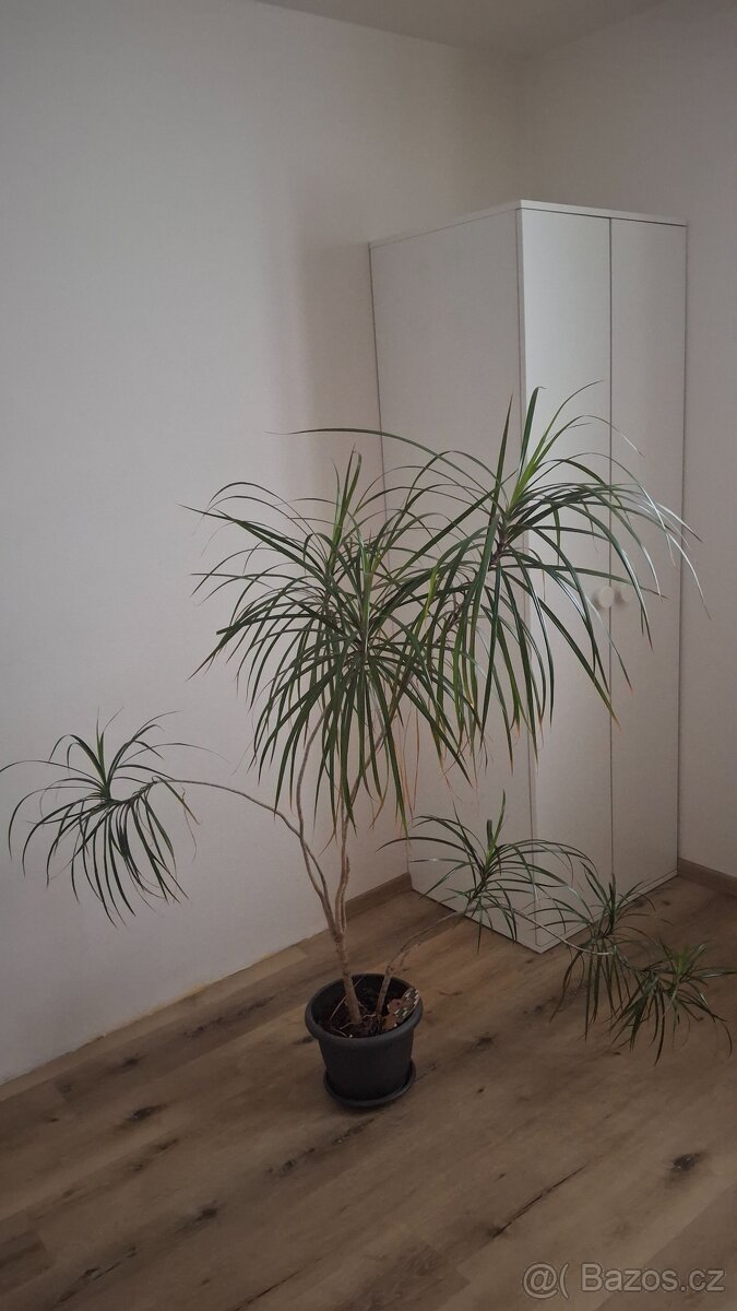 Dracena - 2