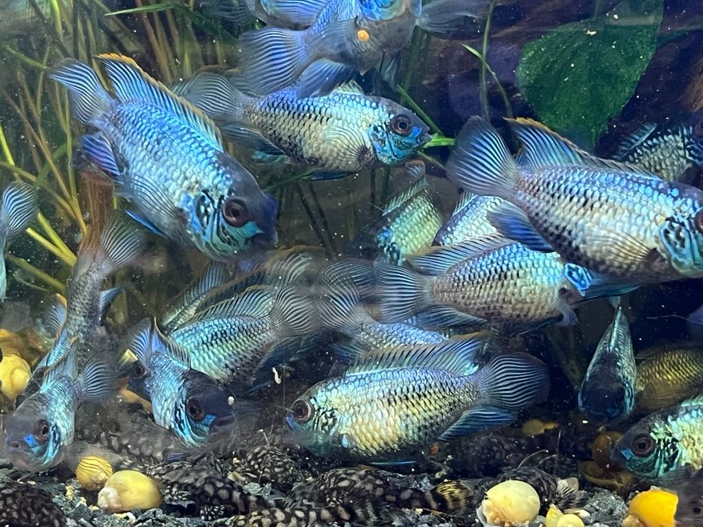 Akara El.blue - 2
