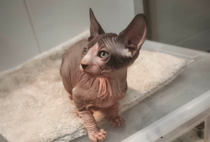 Kanadský sphynx - 2