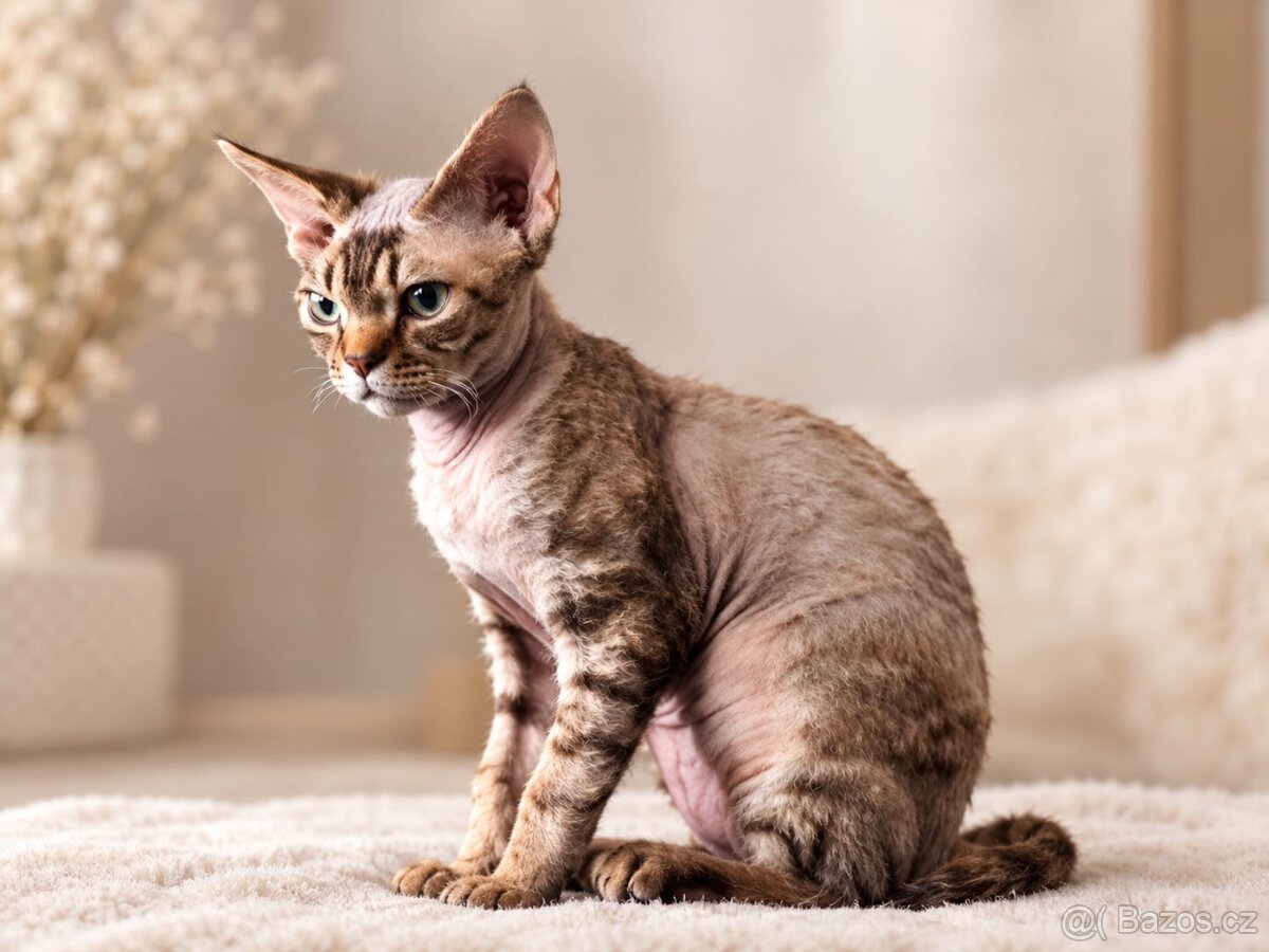 Koťátko Devon rex s PP. - 2