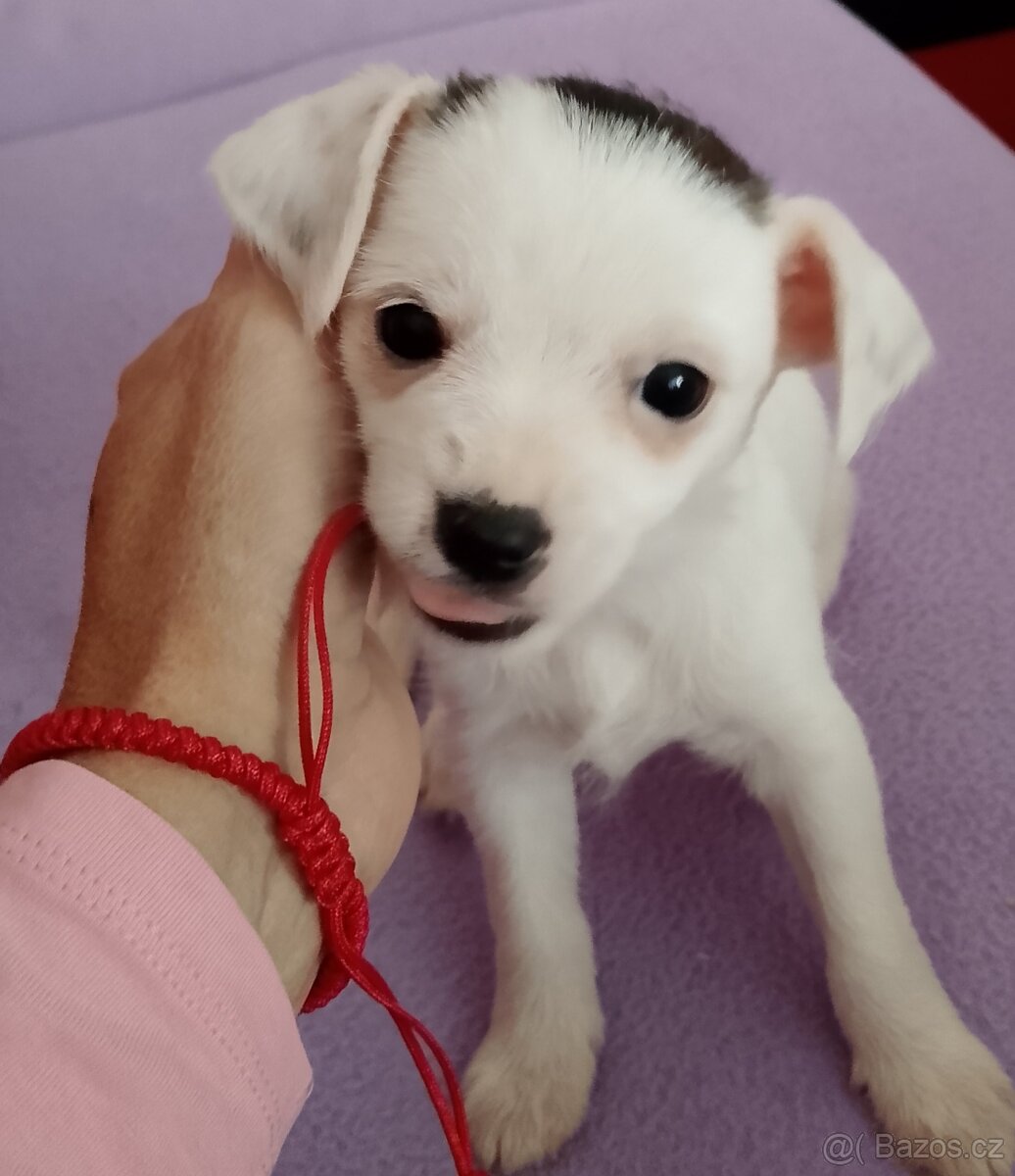 Prodám 3.měsíční štěně čivavy - 2