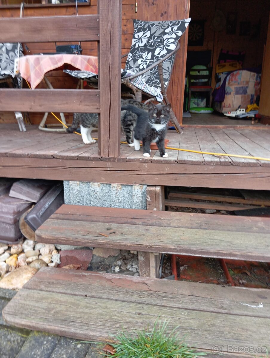 Daruji koťátka - 2