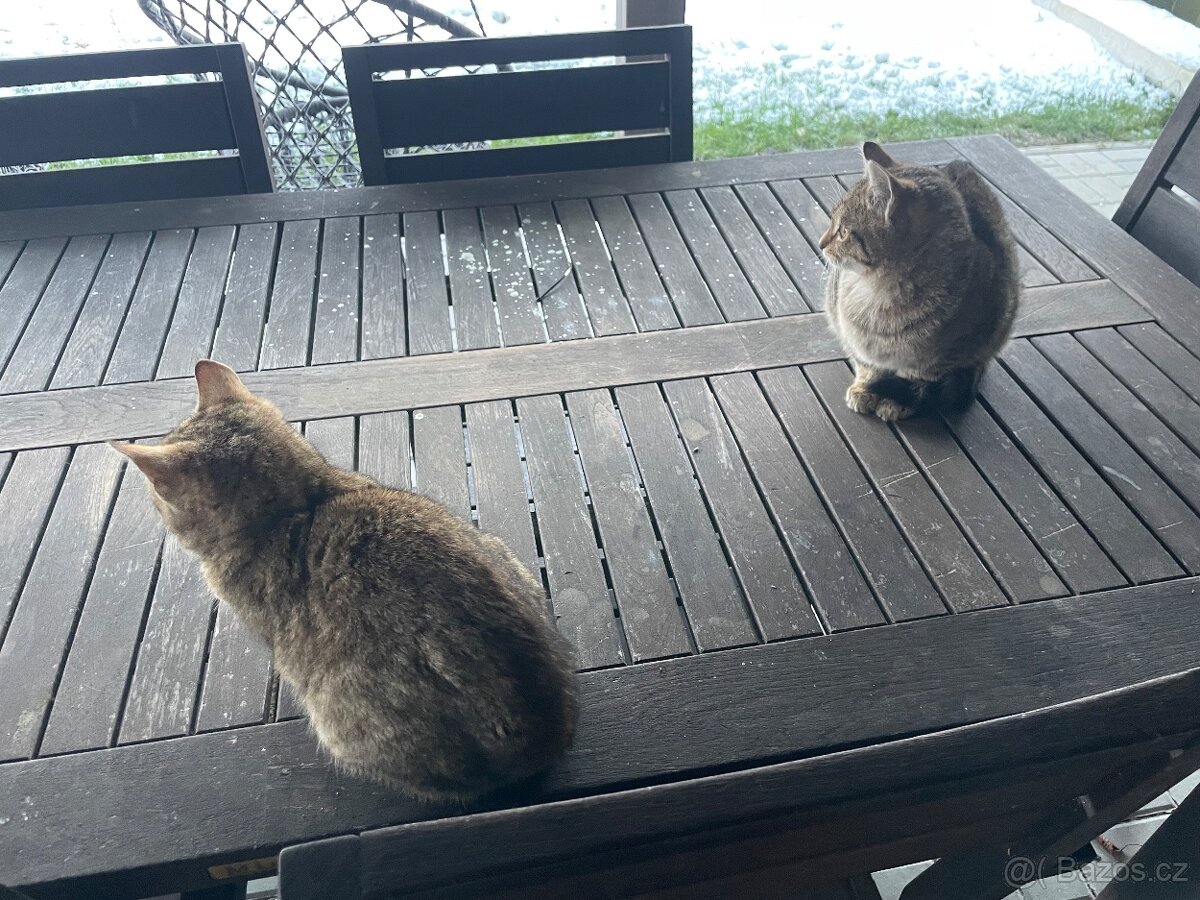 Daruji 2 kocourky - 2