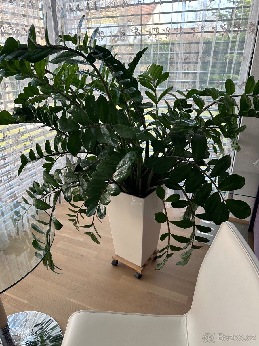 Pokojova kvetina - 2