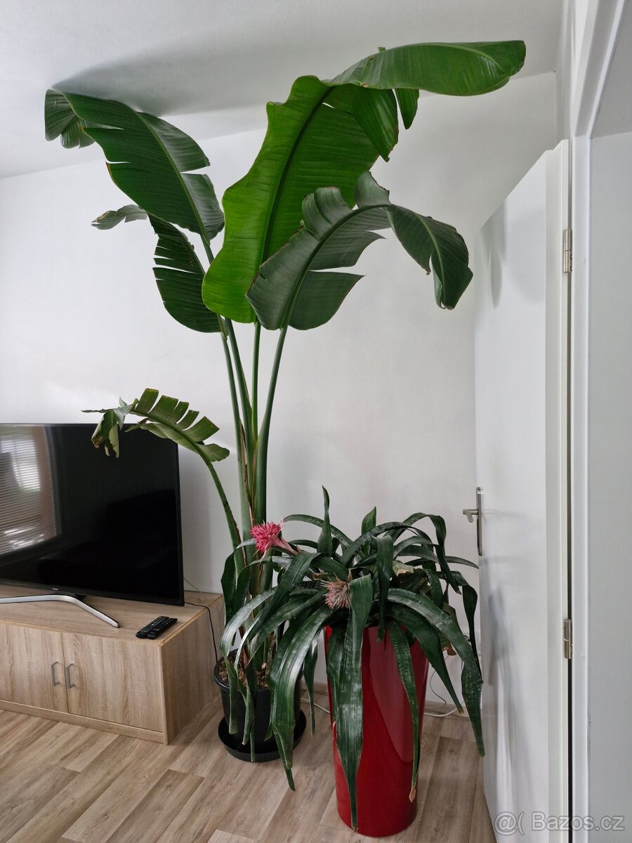 Velká Strelicie - 2