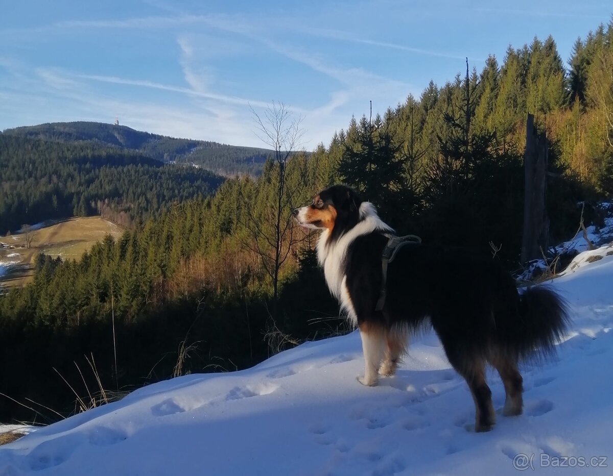 Australský ovčák krytí - 2